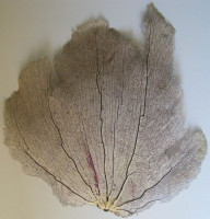 Gorgonia flabellum Linnaeus, 1758 (Gorgonie vějířovitá)